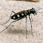 Common Tiger Beetle