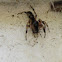 Whitetail Spider