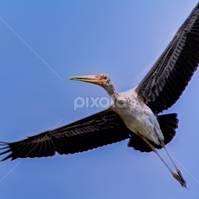 sky is the limit by Samrat Sam - Animals Birds