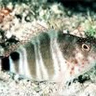 Red-spotted Hawkfish