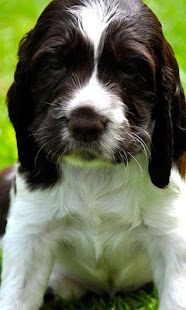 Springer Spaniels Wallpapers Screenshots 4