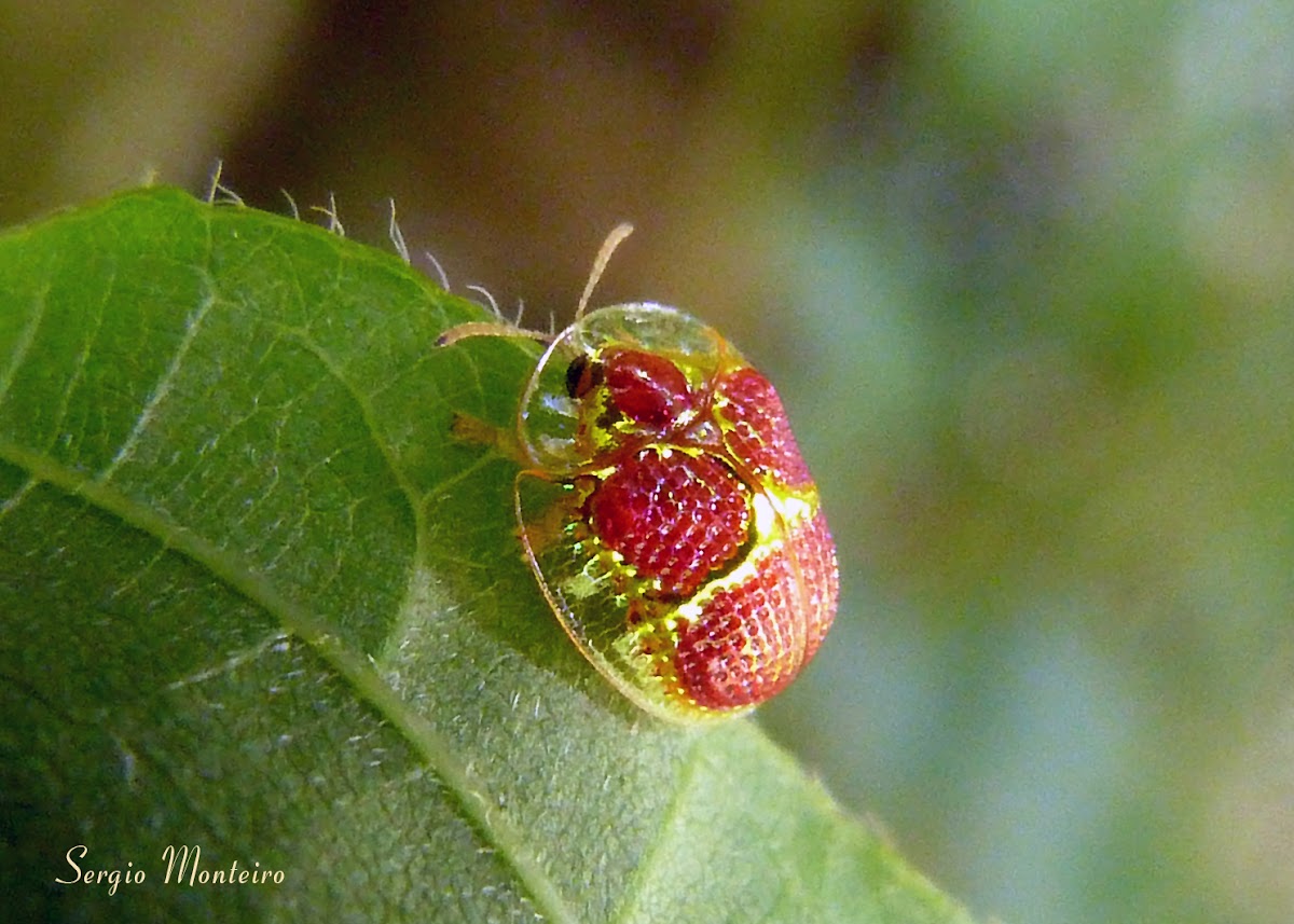 Red and gold tortoise beetle