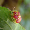 Red and gold tortoise beetle