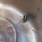 Racing Stripe Darkling Beetle