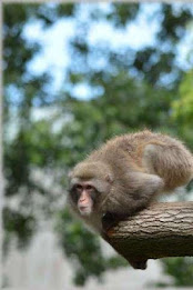 Japanese macaque Puzzle poster 2
