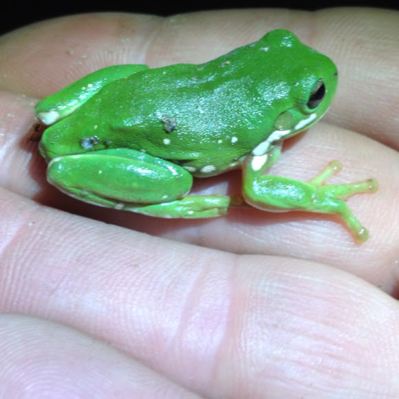 Australian green tree frog Project Noah