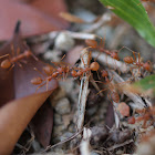 Weaver ants