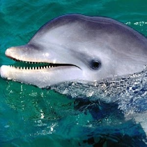 Dolphins sounds.apk 1.0