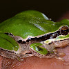 Arabian Tree Frog