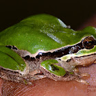 Arabian Tree Frog