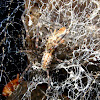 Cave Web Spider