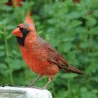 Northern cardinal (juvenile)