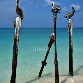 Adventure friends by LoRe Pics ARG - Animals Birds