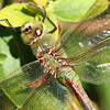 Common Green Darner, (female)