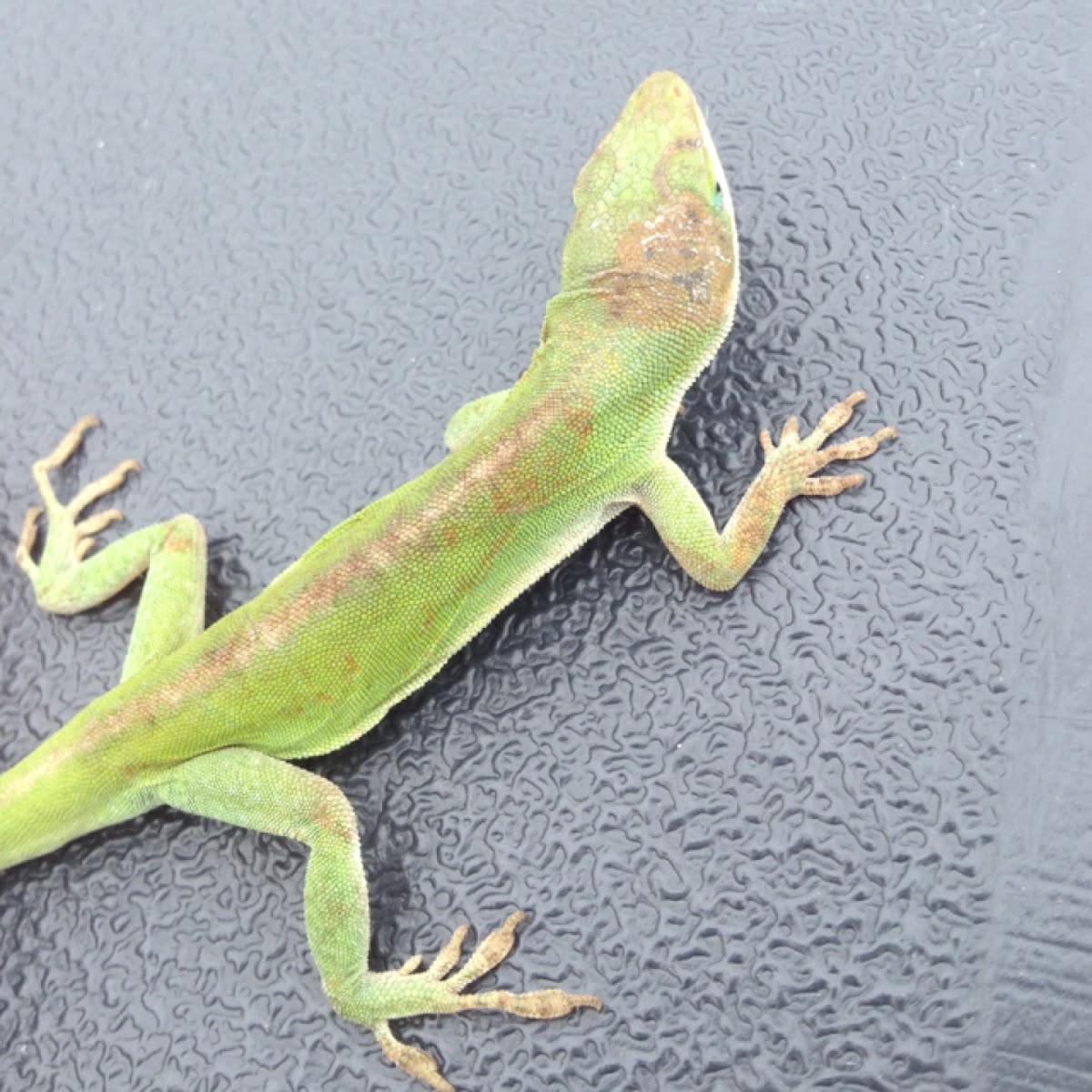 Green Anole