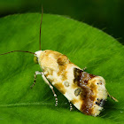 Noctuid moth