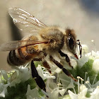 European Honey Bee