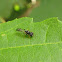 Solitary wasp