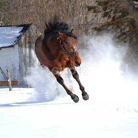 by Kirsi Bertolini - Animals Horses