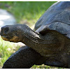 The Galápagos tortoise or Galápagos giant tortoise