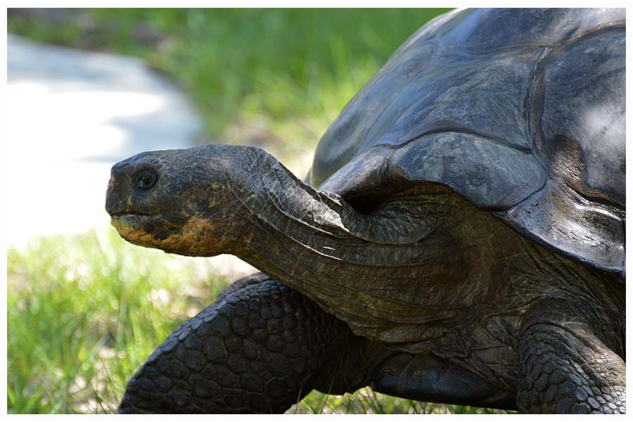 The Galápagos tortoise or Galápagos giant tortoise