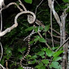 Malagasy tree snake
