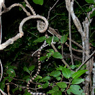 Malagasy tree snake