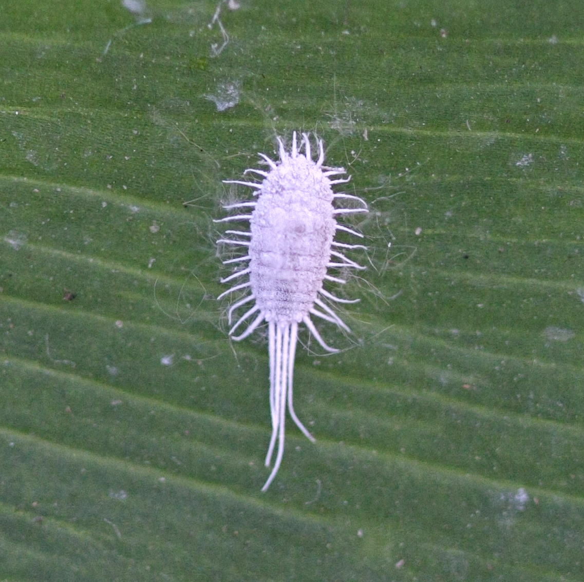 Mealybug