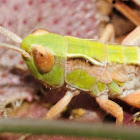 grasshopper, saltamontes