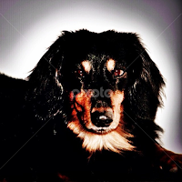 Still miss this boy everyday... Happy Birthday King Teuder ~ long live the King! 👑 by Rob Baker -  