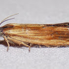 Tortricid Moth