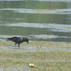 Northwestern crow