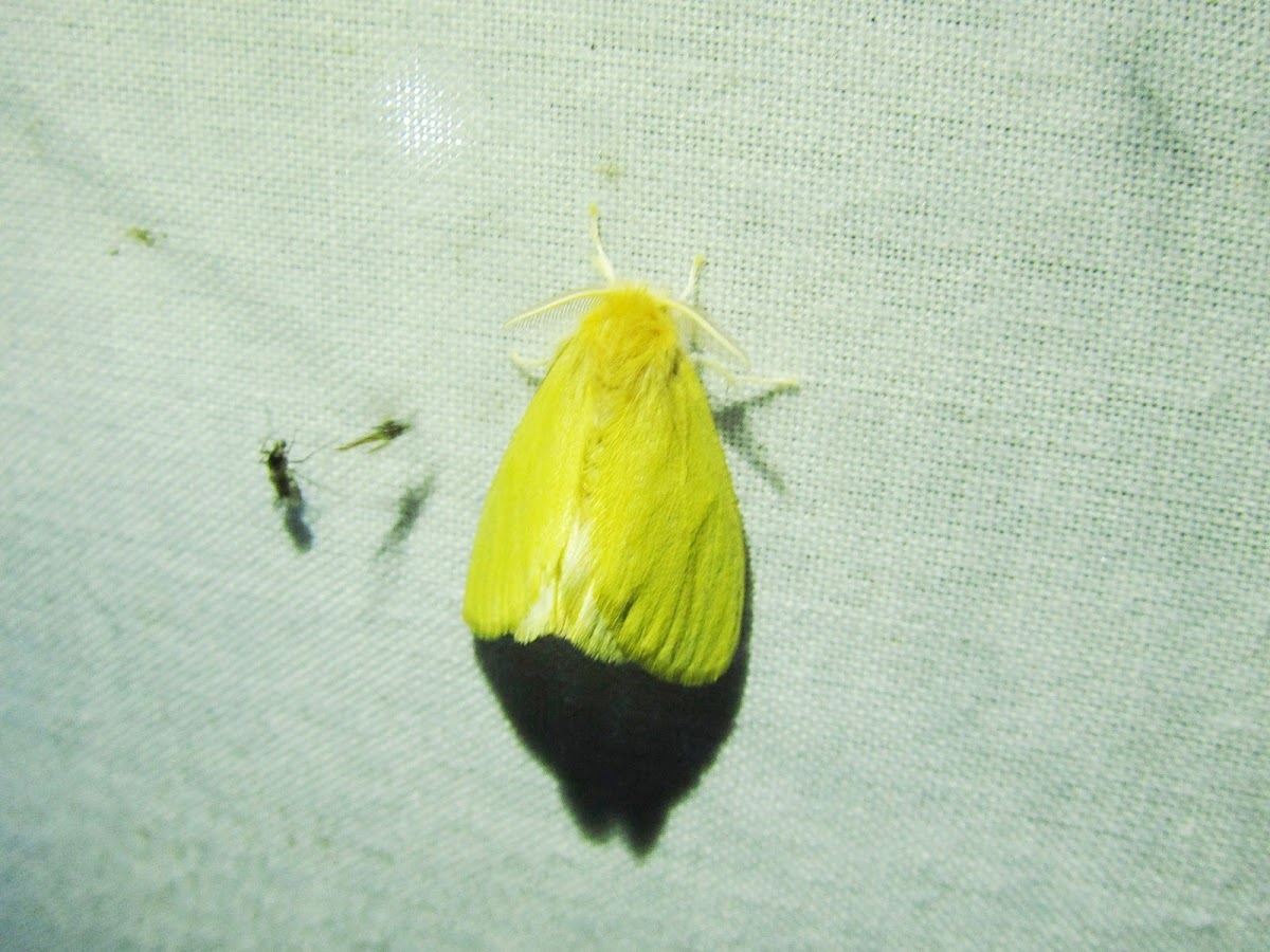 Cup Moth