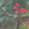 Zebra longwing
