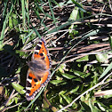 The Small Tortoiseshell