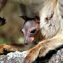 Mareeba Rock-wallaby