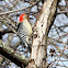 Red-bellied Woodpecker (adult male)