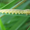 Larva of Cephidae