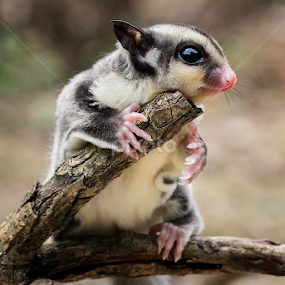 ... by Sugeng Sutanto - Animals Other Mammals
