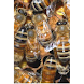 Easy Method of Managing Bees