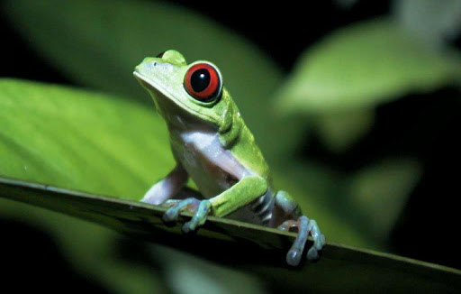 Frog Wallpapers HD