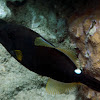 Squaretail Filefish