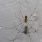 Marbled Cellar Spider