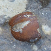 Heart Urchin fossil