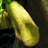 Jaca (Jackfruit)