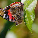 Canary Red Admiral