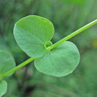 Tropical Chickweed