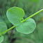 Tropical Chickweed