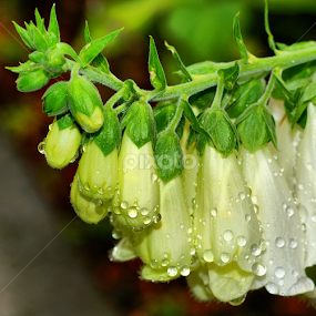 by Tim Bennett - Flowers Flowers in the Wild