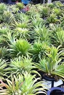 Free Download Hengoi APK